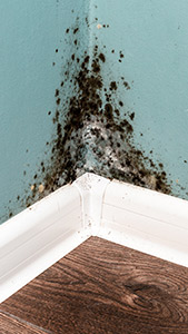 Mold may be causing a musty smell