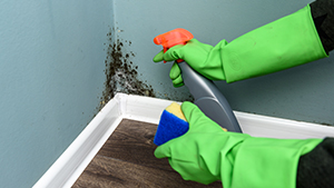 black mold is a common household mold 