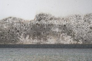 Keep mold from spreading by keeping moisture low. 