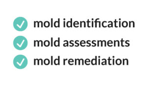Hiring a professional with a mold license guarantees training all aspects of mold. 