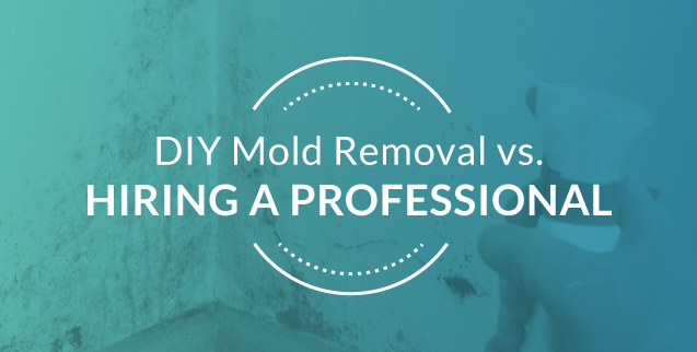 DIY Mold Removal