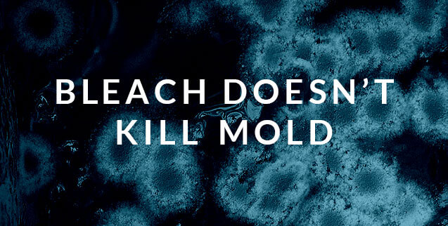 blog header - bleach doesn't kill mold