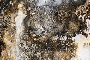 Use a remediation company that hires a third-party mold assessor 