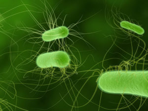 Sewage back up contains E. coli