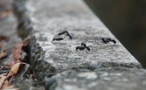 Clean your air ducts after an infestation of ants or any vermin.