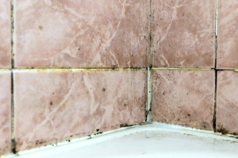 What Makes Mold Grow? How Mold Starts Growing in Your Home