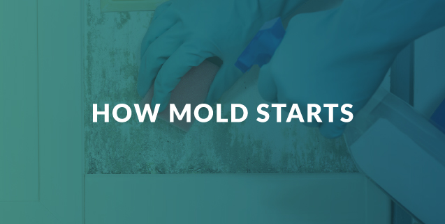 How mold starts growing