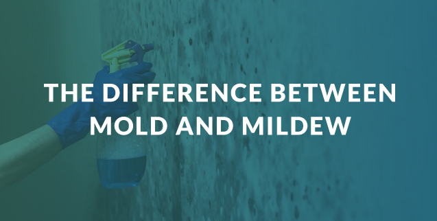 mold and mildew