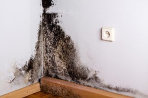 Black mold can grow anywhere in your home
