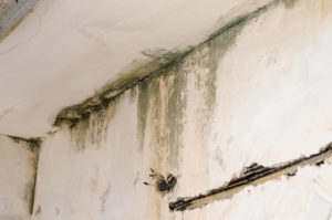 mold water damage