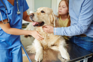 Seek medical attention for your dog if you suspect mold exposure 