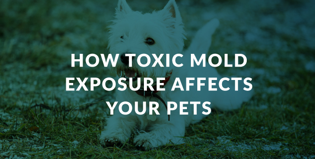 How Toxic Mold Exposure Affects Your Pets