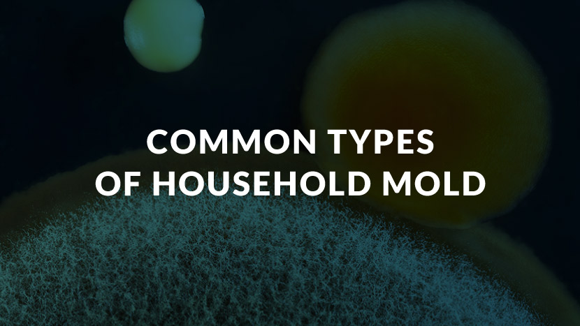 Common Types of Household Mold