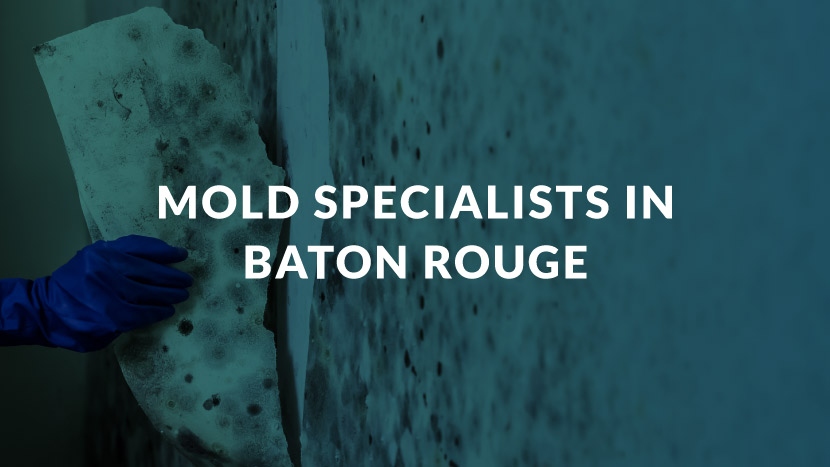 Mold Specialists in Baton Rouge