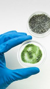 Mold samples by mold specialists