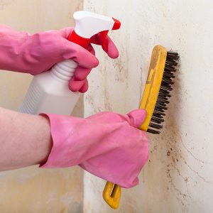 Person using black mold remediation cleaning services