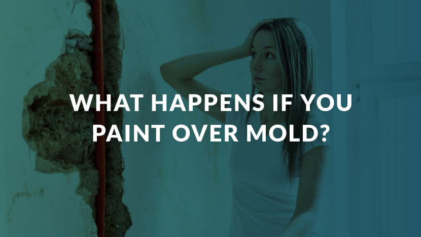 Is Painting Over Mold A Good Idea CLEAR Restoration