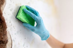 Person's hands using supplies to properly clean mold