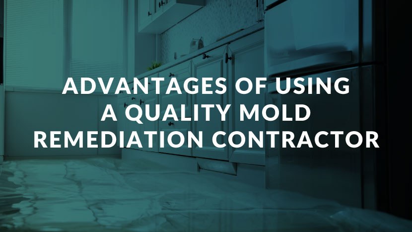 Advantages of Using a Quality Mold Remediation Contractor