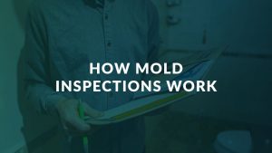 How Mold Inspections Works