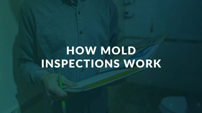 How Mold Inspections Work | Mold Assessment & Remediation