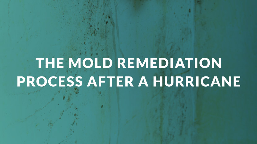 The Mold Remediation Process After a Hurricane