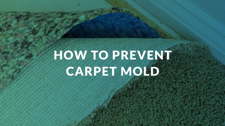 How Carpet Mold Grows & How to Prevent It | CLEAR Restoration