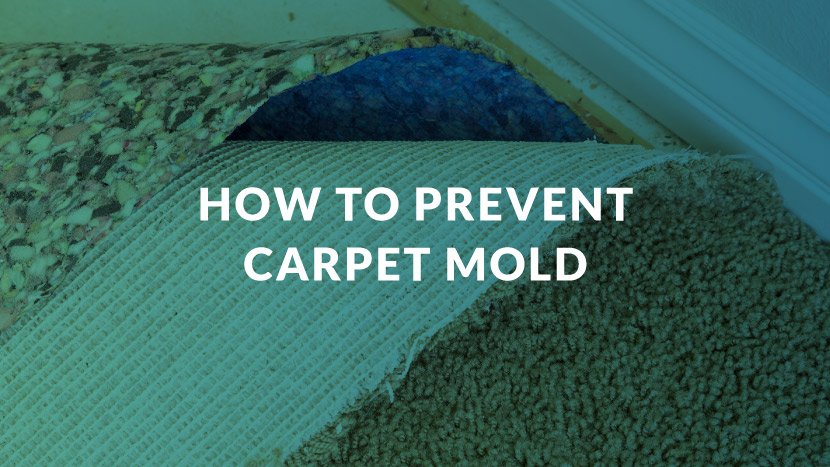 How to Prevent Carpet Mold