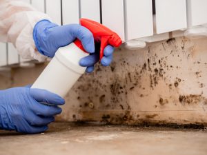 Professional using solution to remove mold