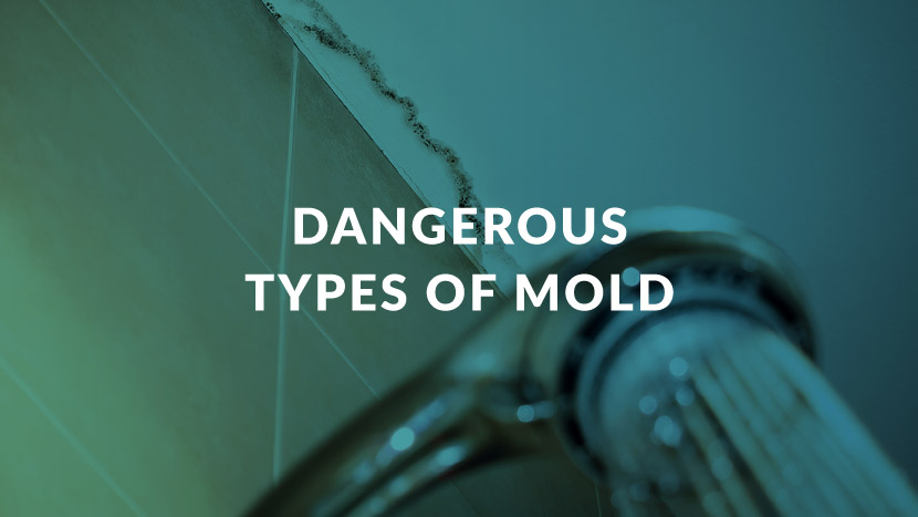 Dangerous Types of Mold