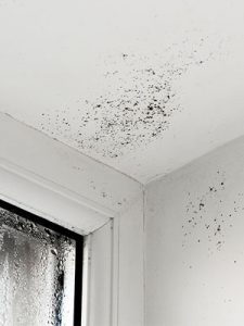 A type of mold on the ceiling of a house