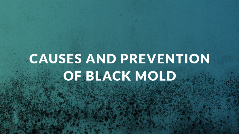 Causes and Prevention of Black Mold