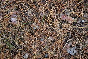 Image of dry pine needles, leaves that can cause a fire