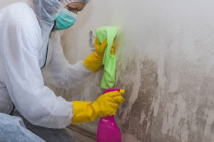 mold remediation professional cleaning wall safely