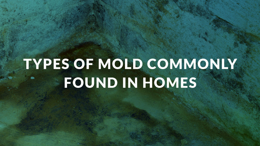 Types of Mold Commonly Found in Homes