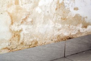 moldy wall in bathroom due to not drying water damaged walls