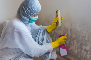 Mold remediation worker getting rid of cladosporium mold off the wall