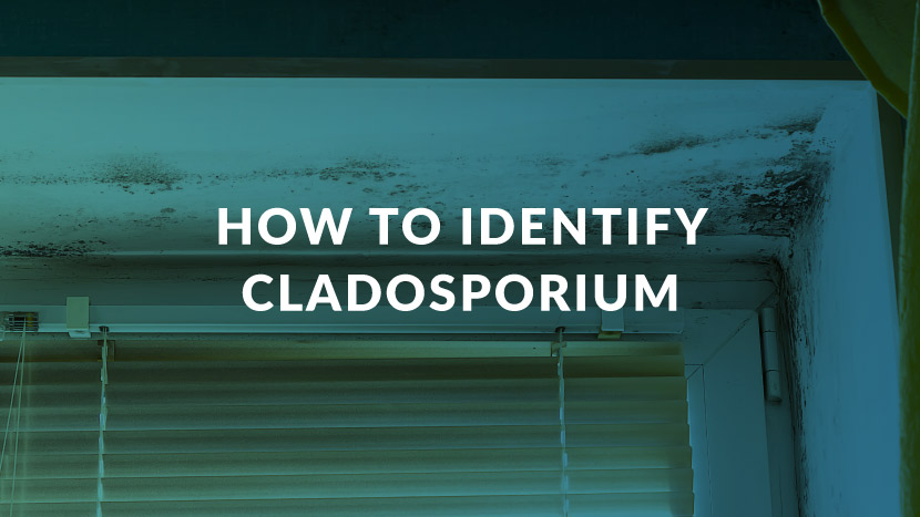 How to Identify Cladosporium