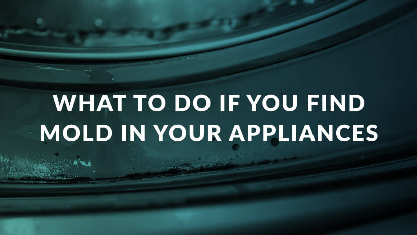 What To Do If You Find Mold In Your Appliances