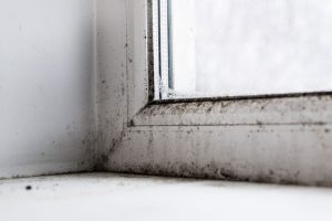 Visible mold on windowsills