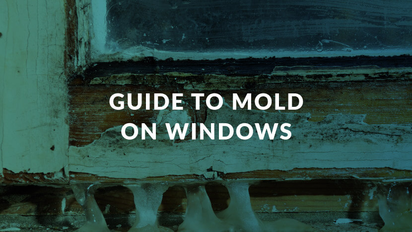 Guide to Mold On Windows