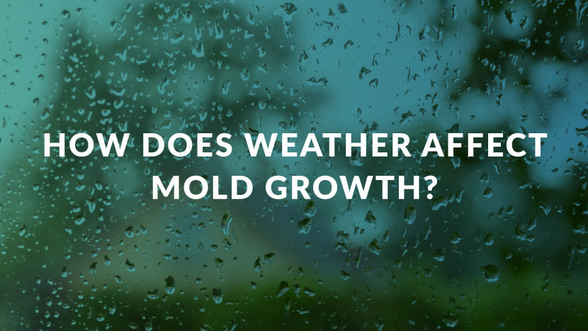 How Does Weather Affect Mold Growth?