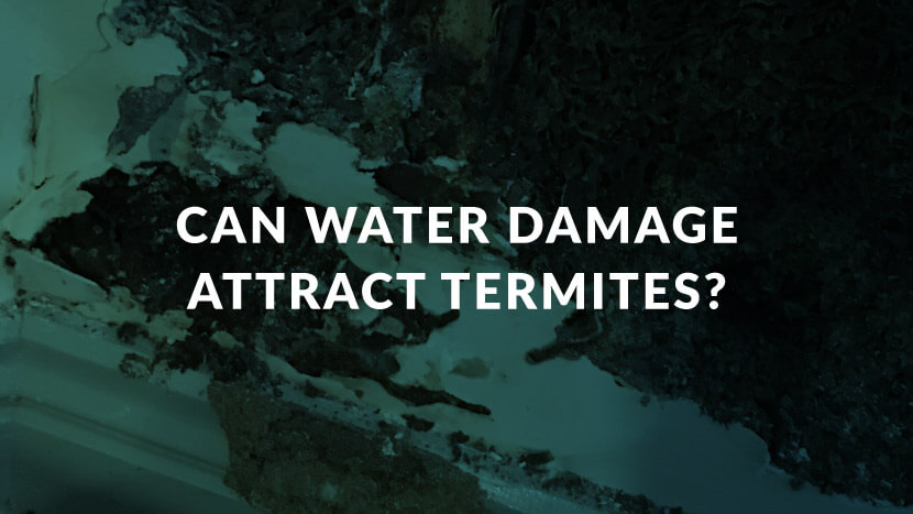 If not dealt with, water damage can lead to a termite infestation