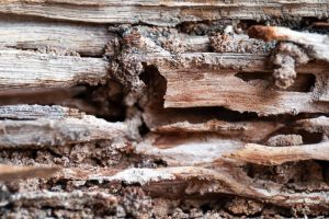 Water damage can lead to a termite infestation which can cause property damage