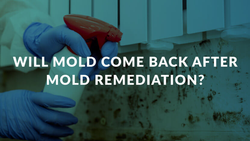 Will Mold Come Back After Mold Remediation?