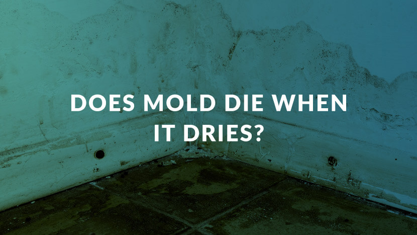Does mold die when it dries out?