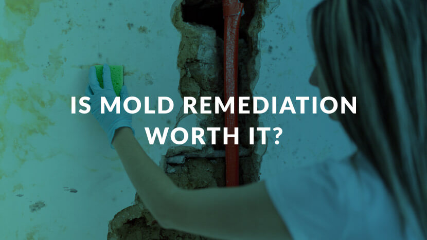 Is mold remediation worth it?