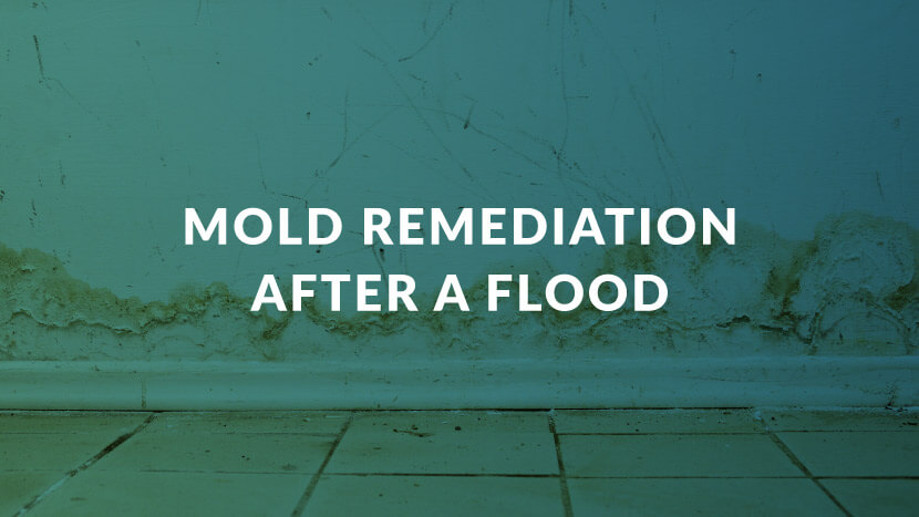 Mold Remediation After a Flood