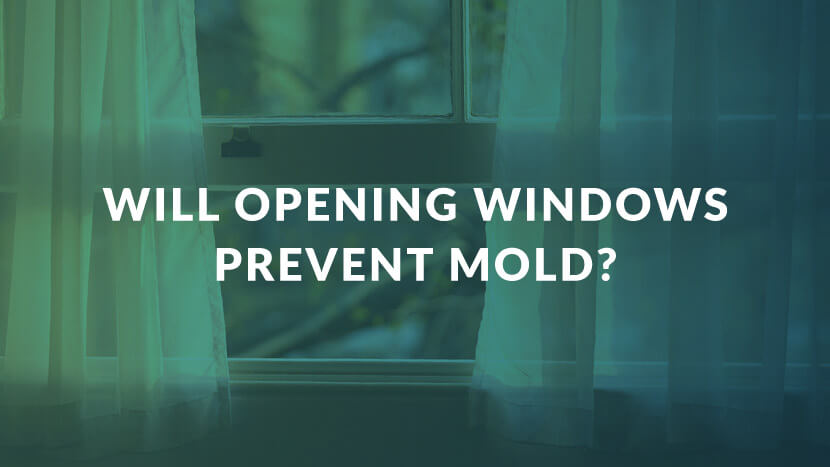 Will Opening Windows Prevent Mold?