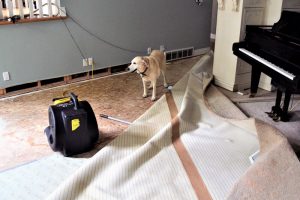 a room being repaired after water damage - a dog standing on a tarp with a piano in to the side